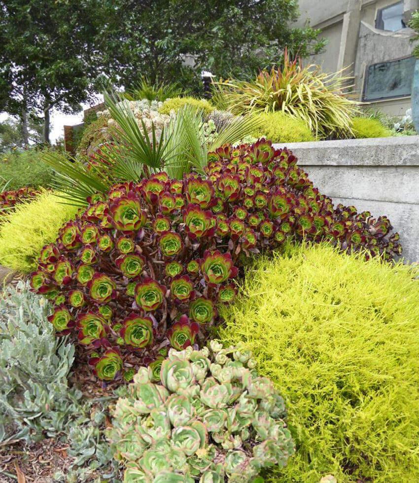 succulent aeonium Aeonium