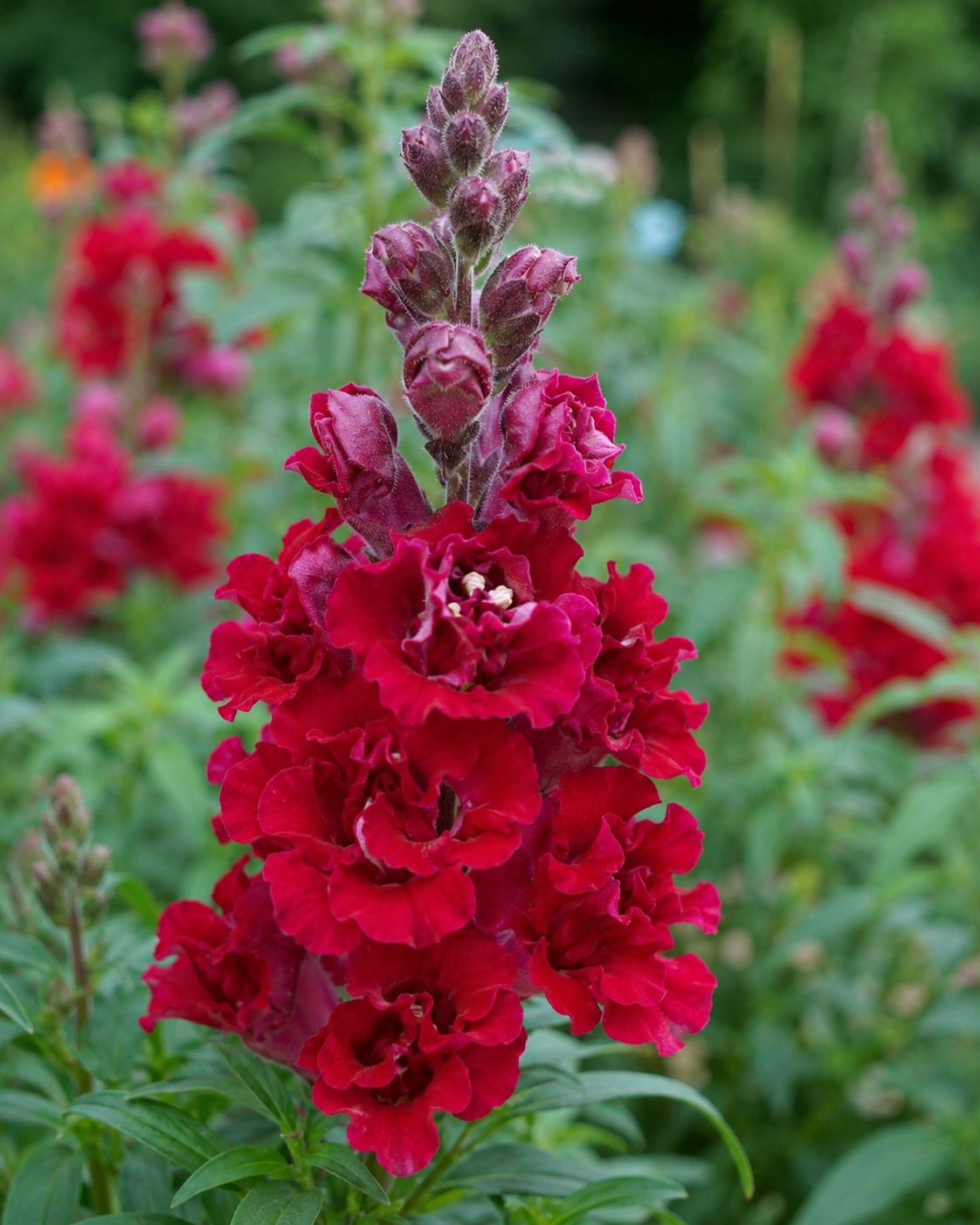 ドゥラメンテ SSP Antirrhinum majus 'Double Azalea Red' | Red Snapdragon | Annie's