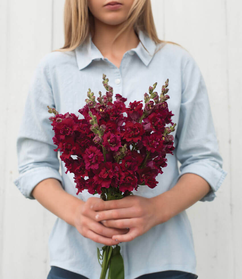 Antirrhinum Majus - Double Azalea Red Annie's Annuals Annie's Annuals and Perennials