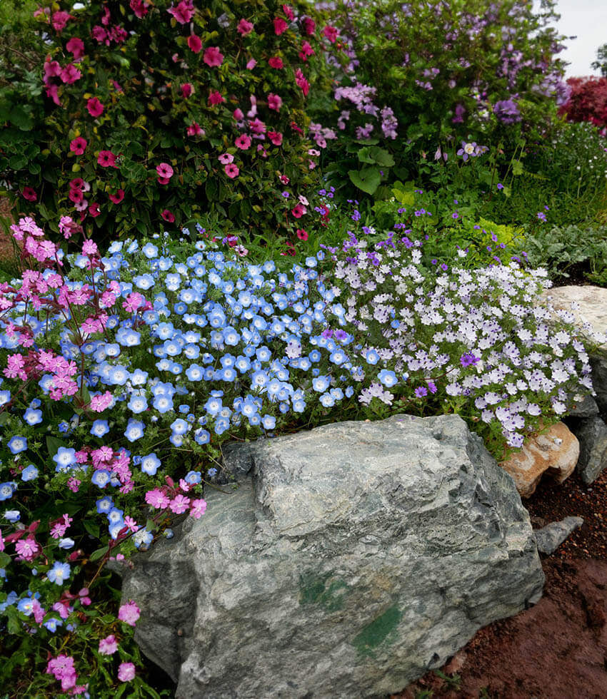 Nemophila Menziesii Annie's Annuals Annie's Annuals and Perennials