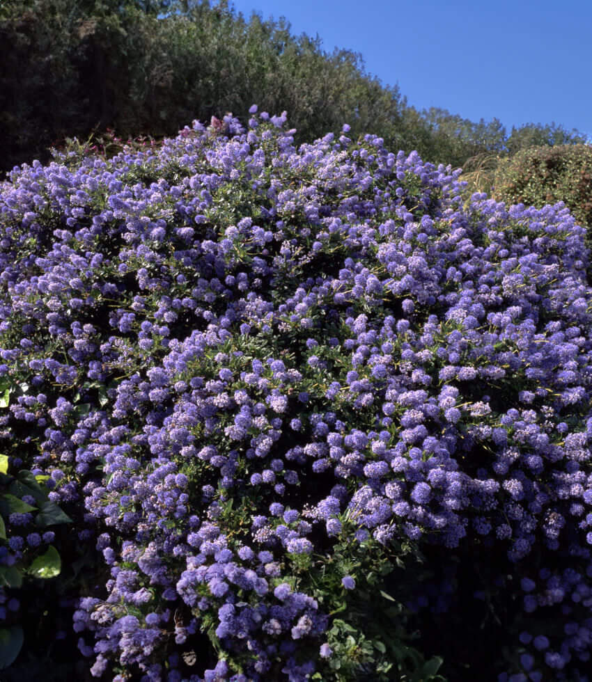 Ceanothus thyrsiflorus var. griseus - Yankee Point Annie's Annuals Annie's Annuals and Perennials