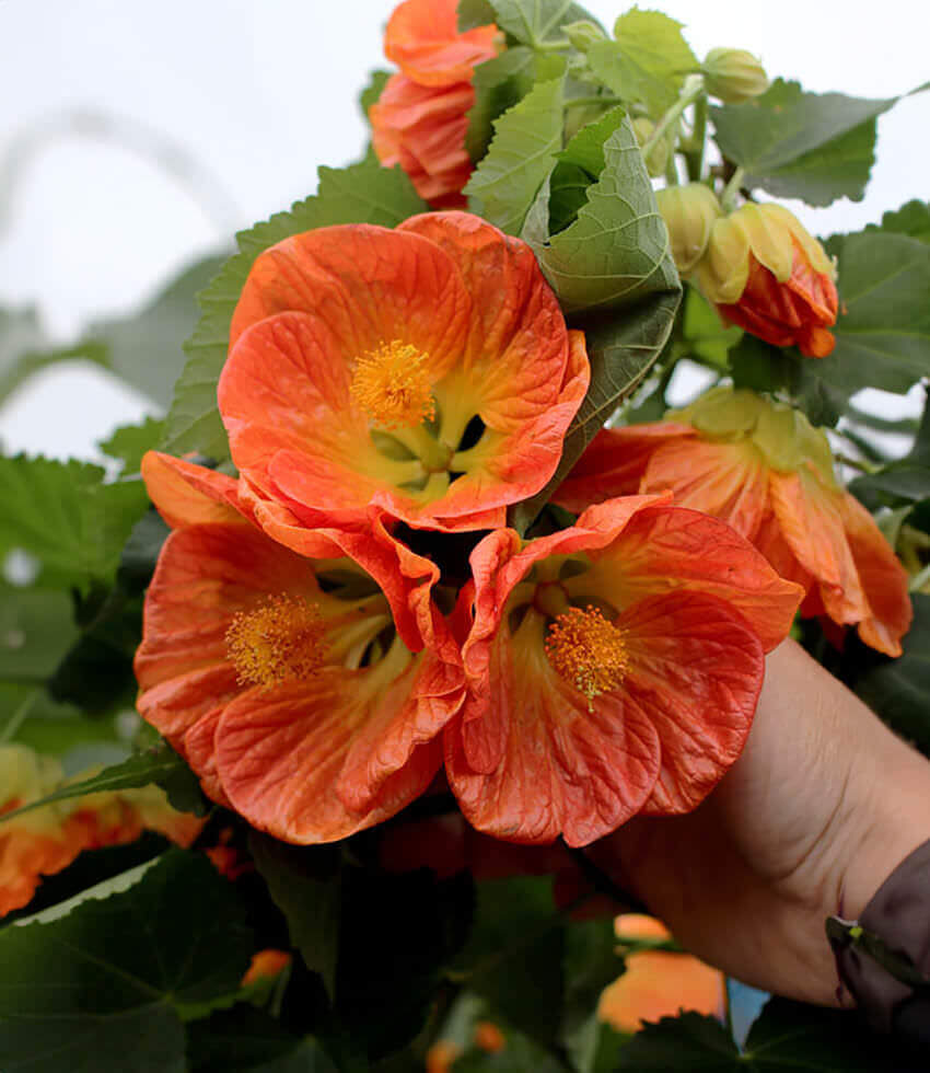 Abutilon - Victor Reiter Annie's Annuals Annie's Annuals and Perennials