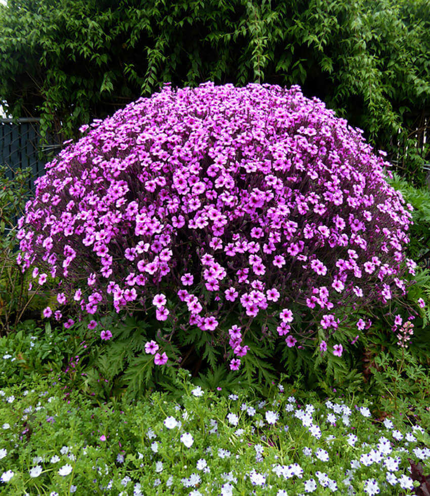Geranium maderense - Ginormous Geranium Annie's Annuals Annie's Annuals and Perennials
