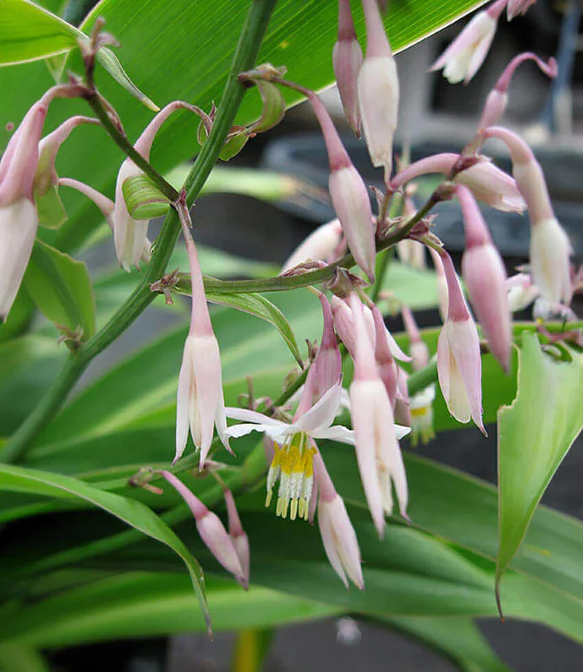 rock lily flower Arthropodium cirratum