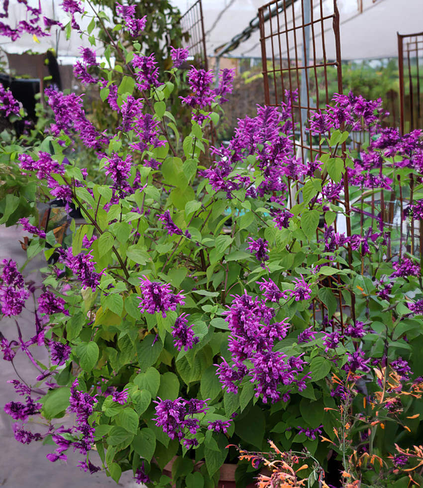 Salvia purpurea - Lavender Lace Annie's Annuals Annie's Annuals and Perennials