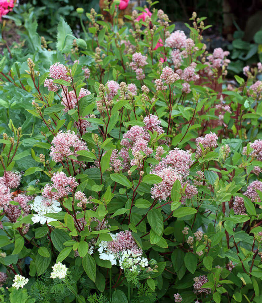 Ceanothus X Pallidus - Marie Simon Annie's Annuals Annie's Annuals and Perennials