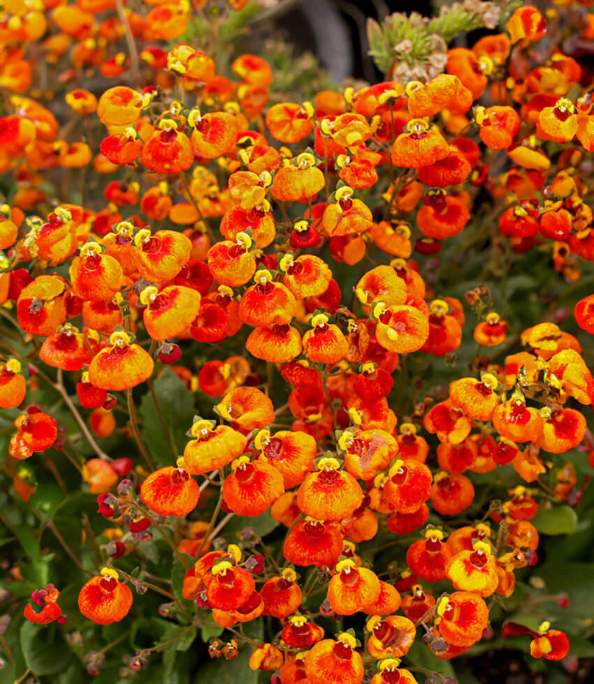 Calceolaria hybrida - Sunset Orange Bicolor Annie's Annuals Annie's Annuals and Perennials