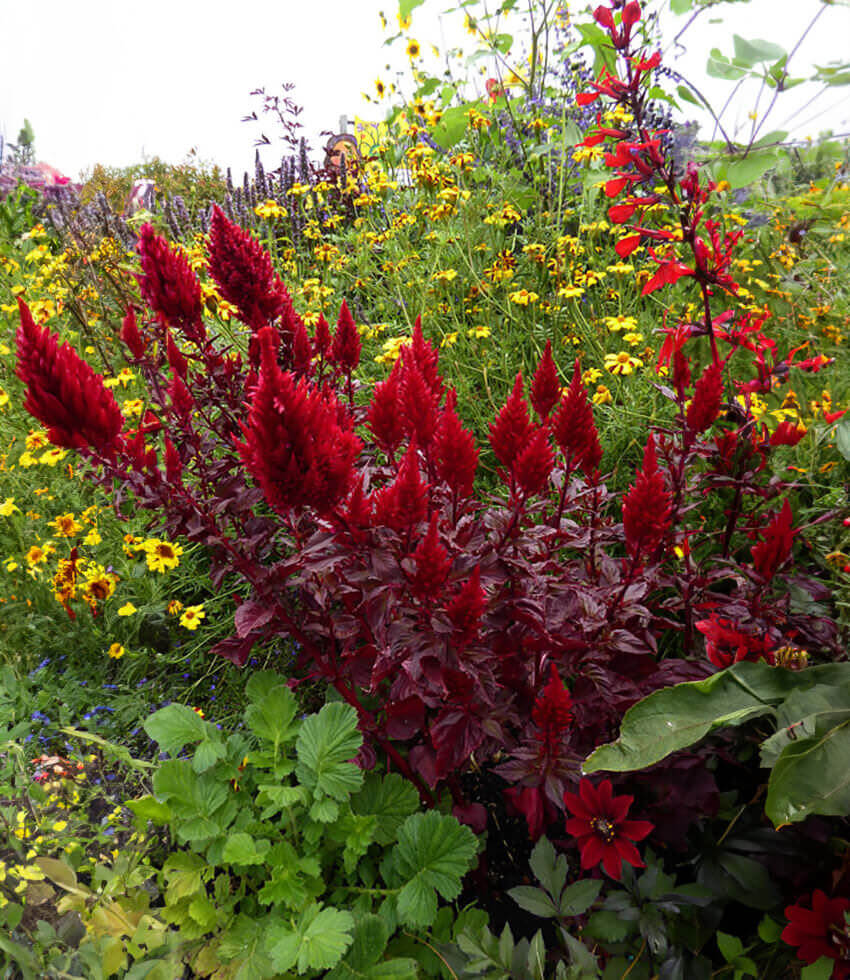 Celosia argentea - Sunday Wine Red Annie's Annuals Annie's Annuals and Perennials