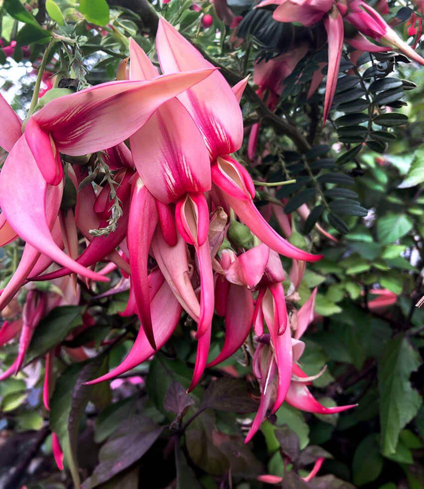 Clianthus puniceus