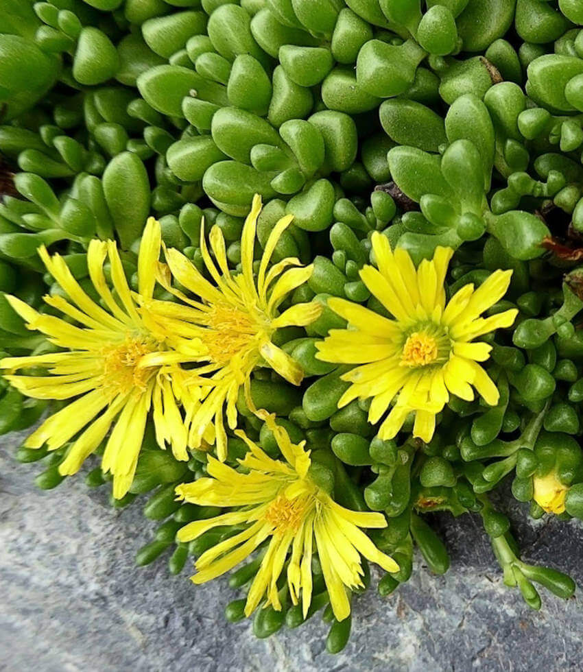 noona succulent Delosperma nubigenum | Hardy Yellow Ice Plant
