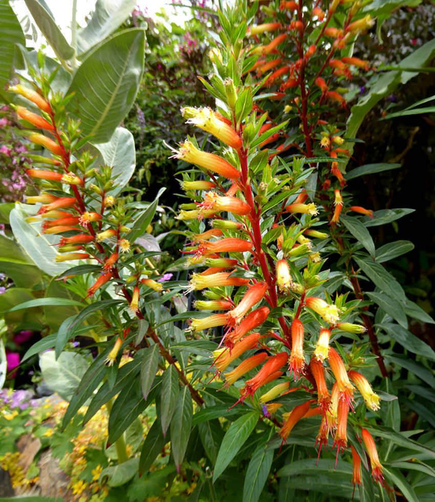Cuphea micropetala