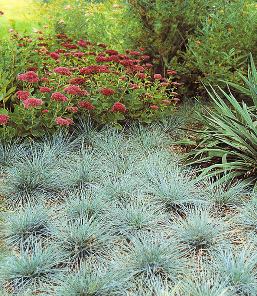 elijah blue grass plant Festuca glauca