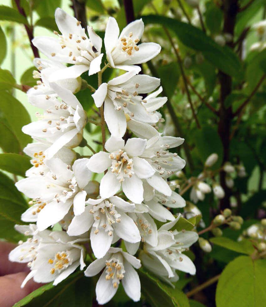 Deutzia scabra