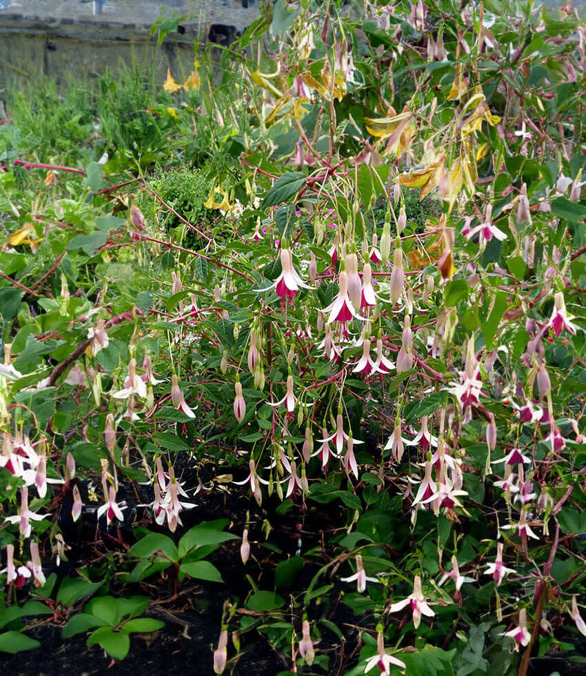 Fuchsia - Galfrey Lye Annie's Annuals Annie's Annuals and Perennials