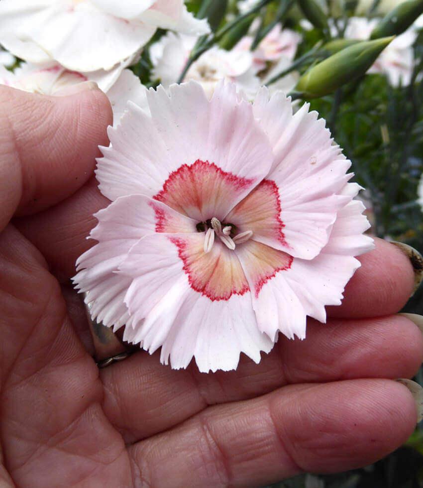 Dianthus - Georgia Peach Pie Annie's Annuals Annie's Annuals and Perennials