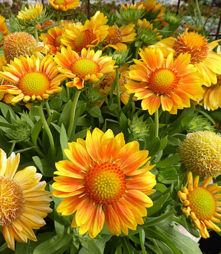 Gaillardia X grandiflora - Mesa Peach – Annie's Annuals & Perennials