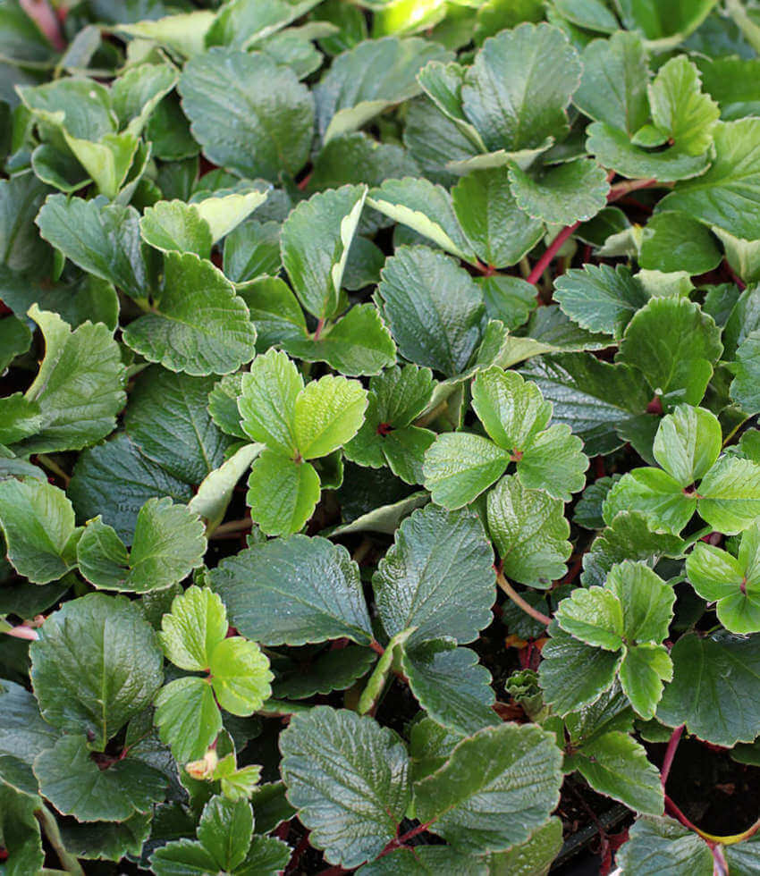 Fragaria chiloensis - Carole Ann Annie's Annuals Annie's Annuals and Perennials