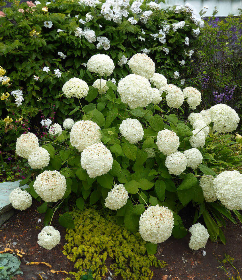 Hydrangea arborescens - Annabelle Annie's Annuals Annie's Annuals and Perennials