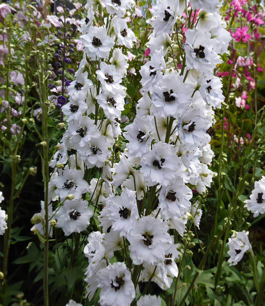 Delphinium elatum - Black Eyed Angels Annie's Annuals Annie's Annuals and Perennials