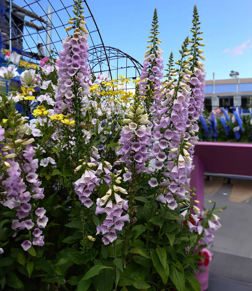 Digitalis purpurea - Camelot Lavender Annie's Annuals Annie's Annuals and Perennials