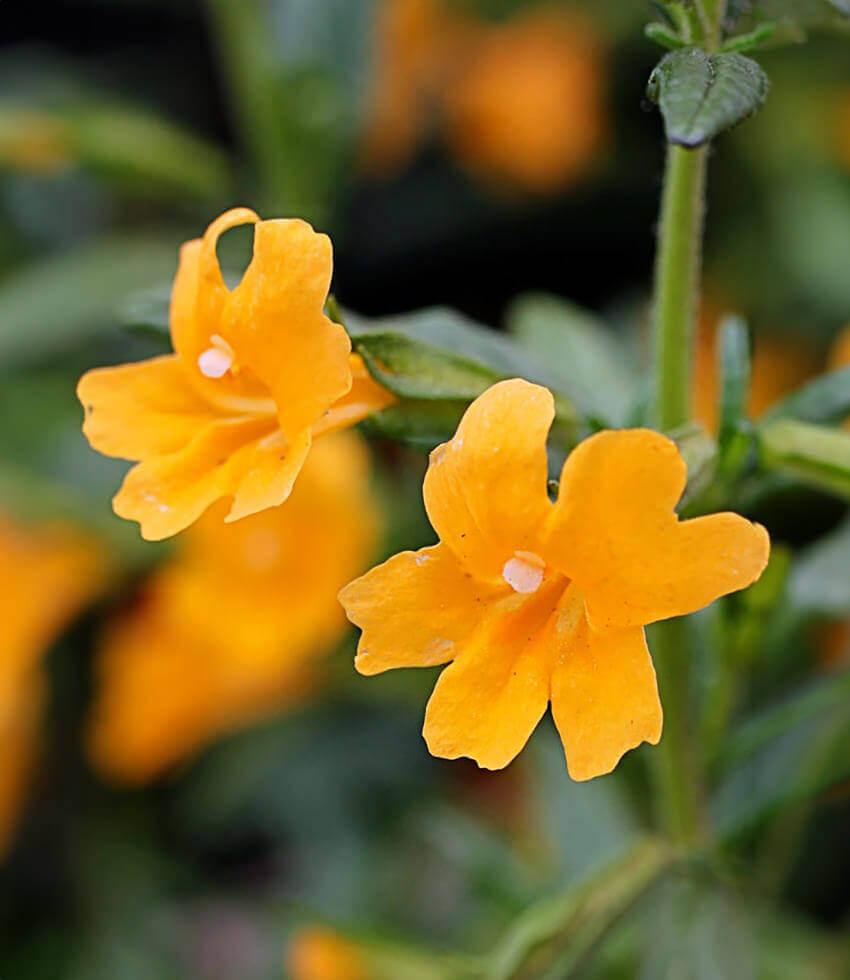 Mimulus aurantiacus 'Point Molate Form' | Sticky Monkey Flower