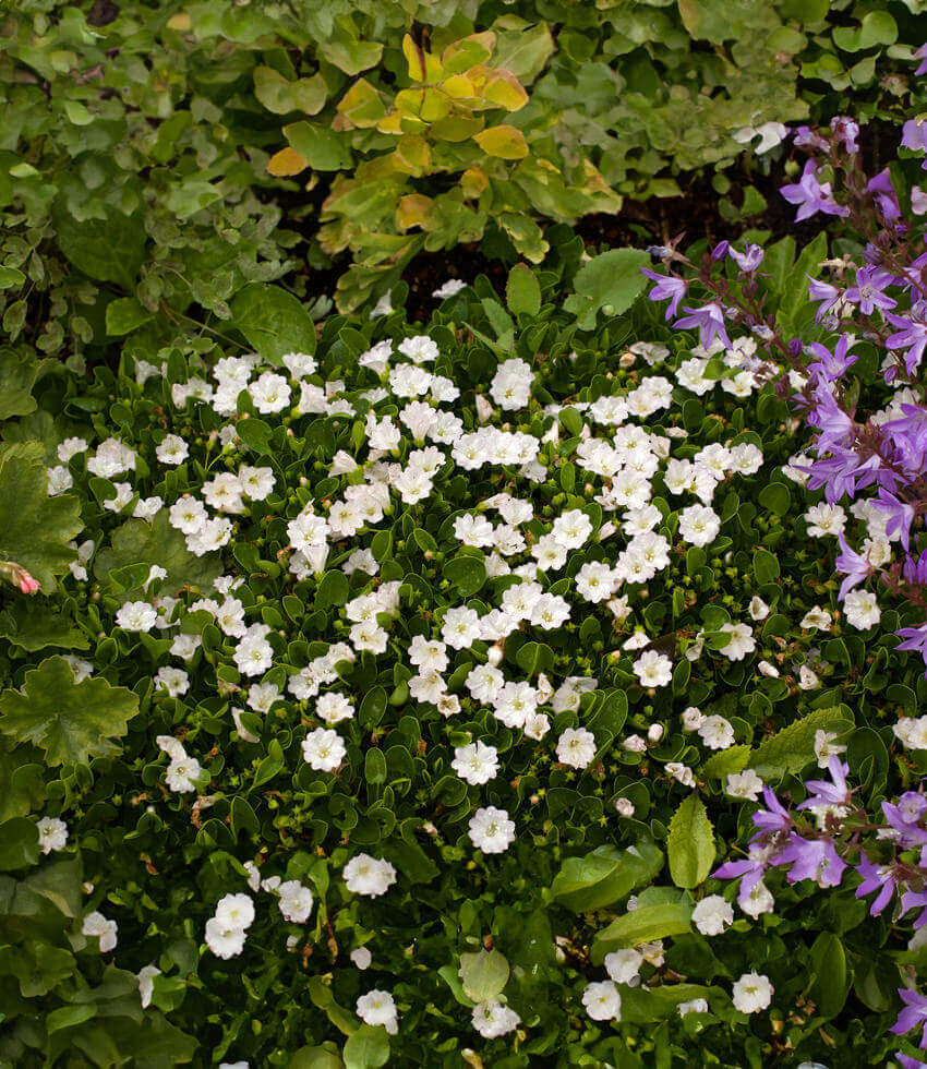 Falkia Repens Annie's Annuals Annie's Annuals and Perennials