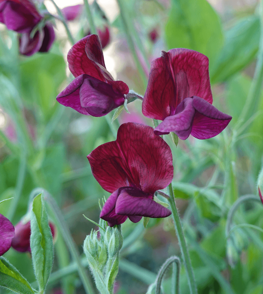 Lathyrus odoratus - Beaujolais Annie's Annuals Annie's Annuals and Perennials