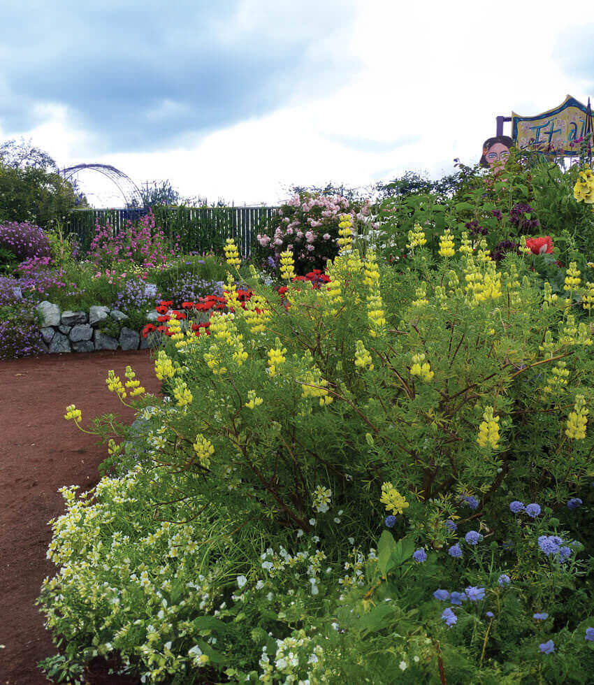 Lupinus arboreus - Yellow Coastal Bush Lupine Annie's Annuals Annie's Annuals and Perennials