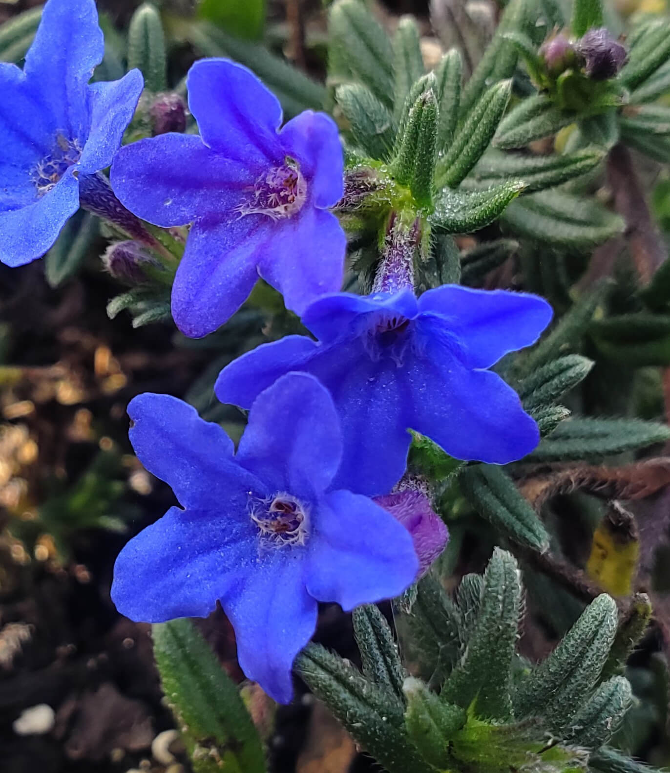 Lithodora diffusa - Grace Ward Annie's Annuals Annie's Annuals and Perennials