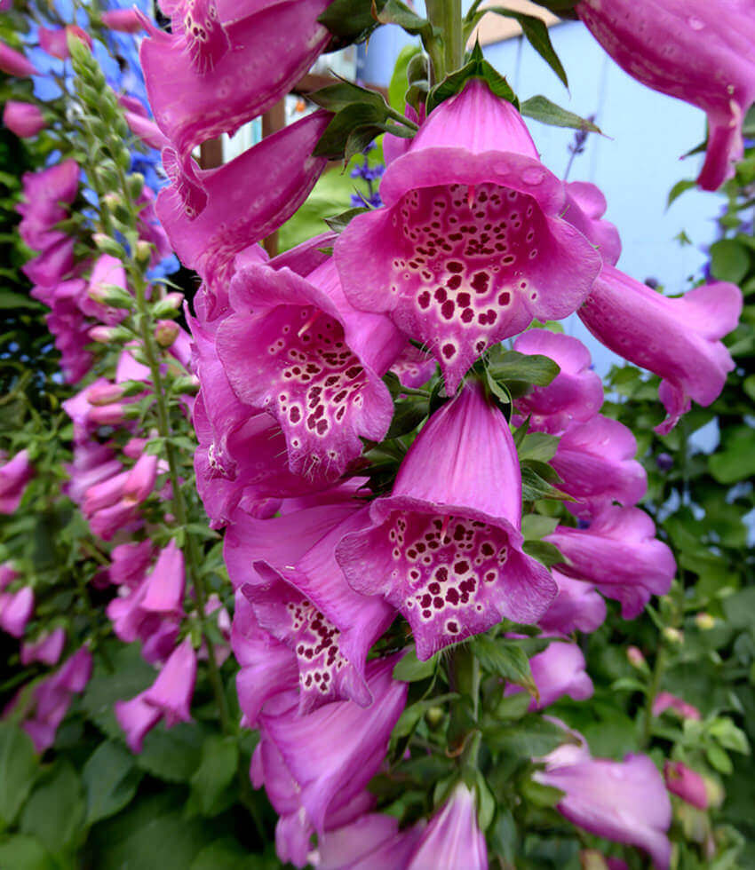 Digitalis purpurea - Camelot Rose Annie's Annuals Annie's Annuals and Perennials