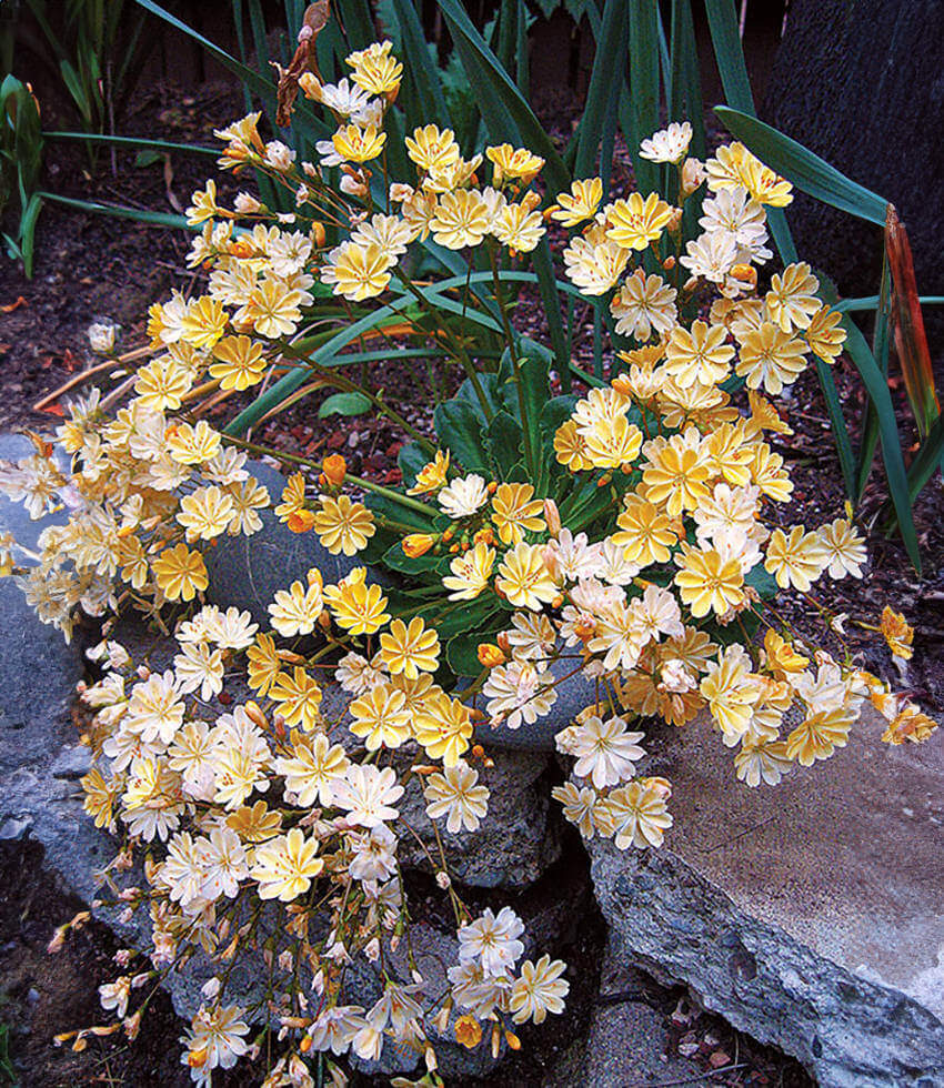 Lewisia Longipetala - Little Peach Annie's Annuals Annie's Annuals and Perennials