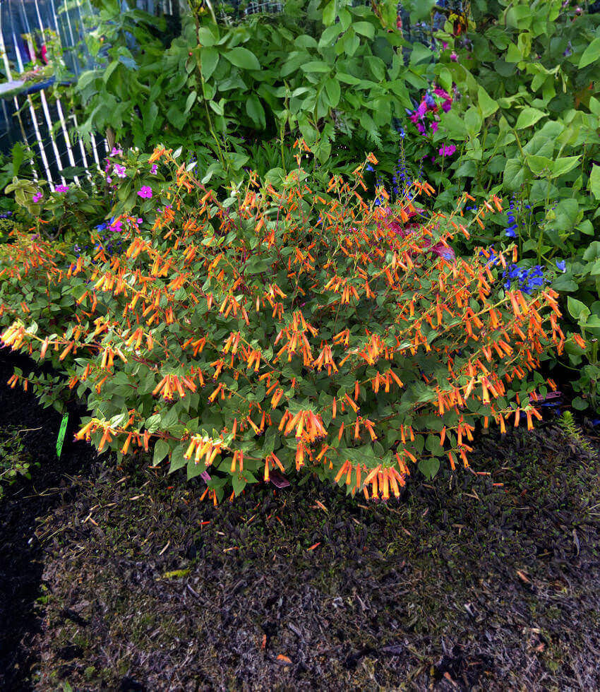 Cuphea - Strybing Sunset Annie's Annuals Annie's Annuals and Perennials