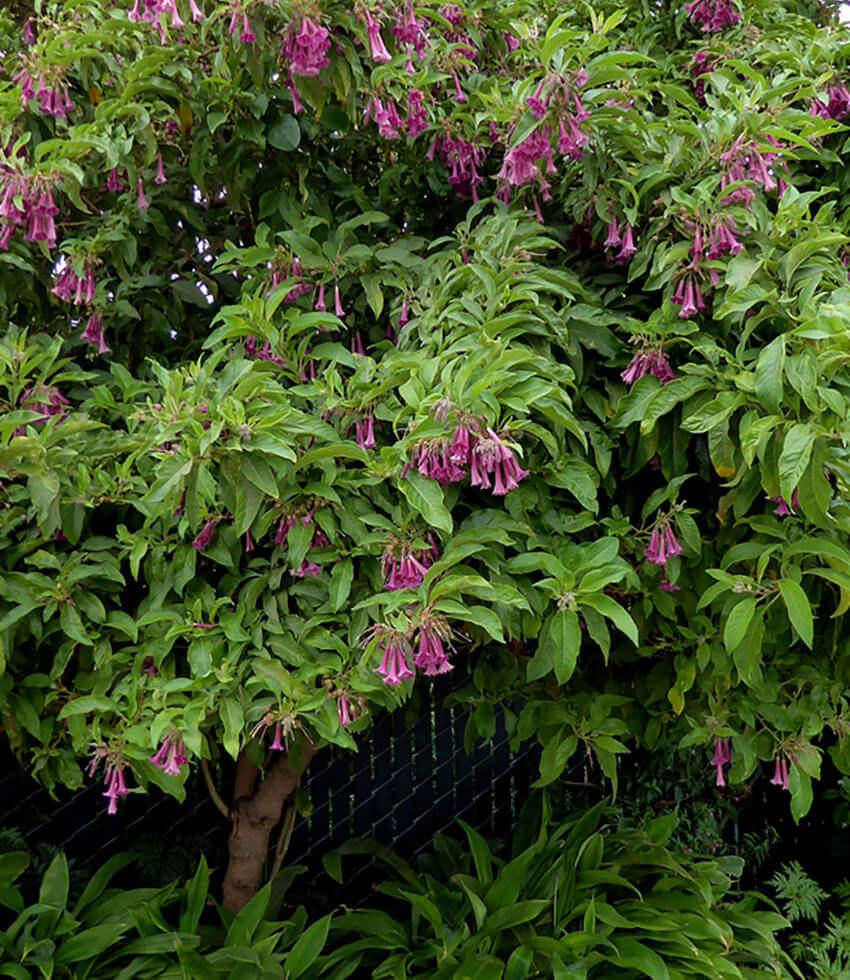 Iochroma - Princess Annie's Annuals Annie's Annuals and Perennials