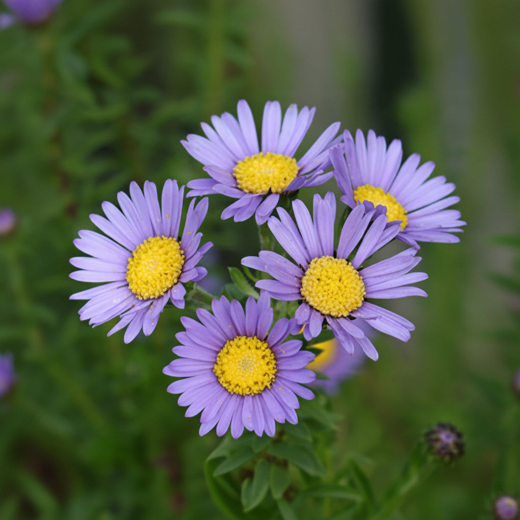 Felicia Echinata