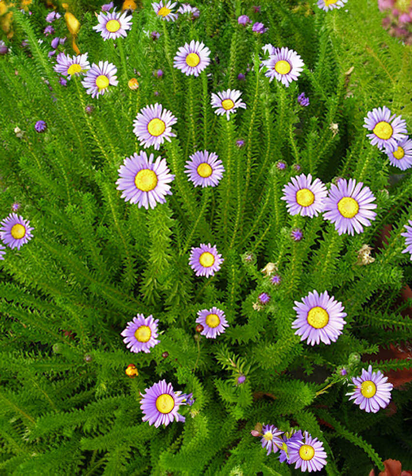 Felicia echinata Annie's Annuals Annie's Annuals and Perennials