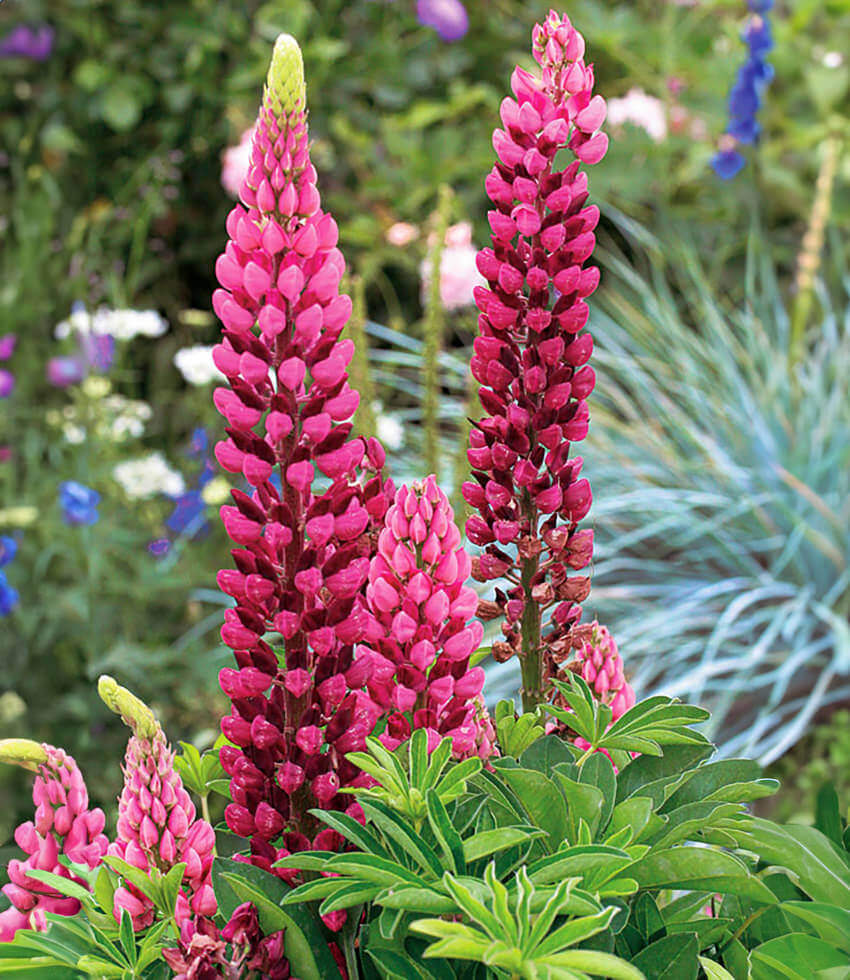 Lupinus regalis - Morello Cherry Annie's Annuals Annie's Annuals and Perennials