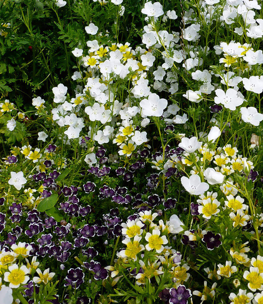 Nemophila menziesii - Penny Black Annie's Annuals Annie's Annuals and Perennials