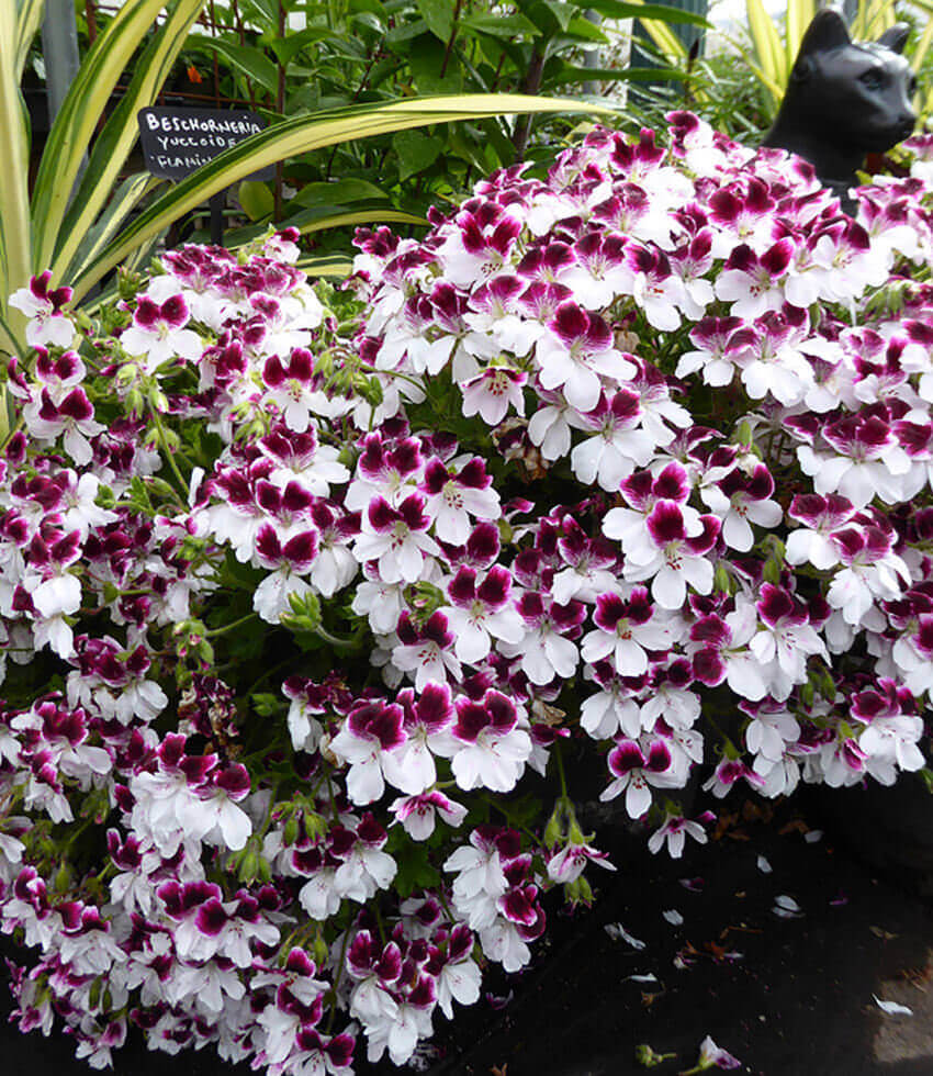 Pelargonium - Australian Mystery Annie's Annuals Annie's Annuals and Perennials