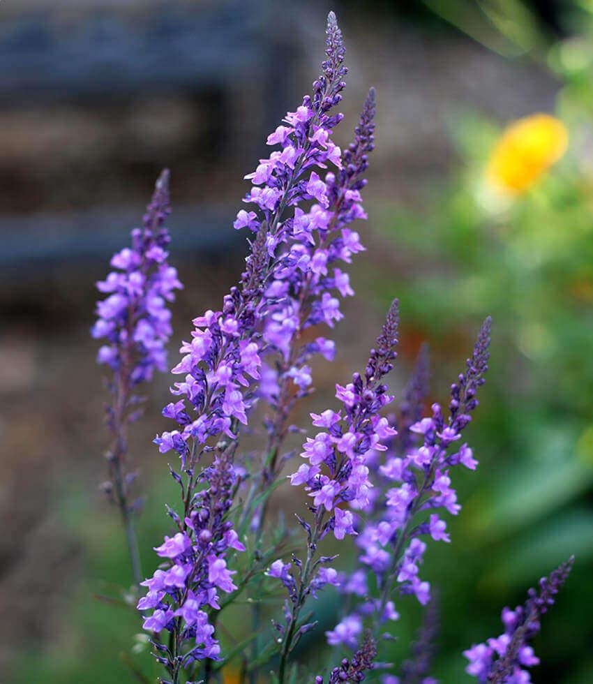 Linaria purpurea | Purple Toadflax Perennial | Annie's Annuals