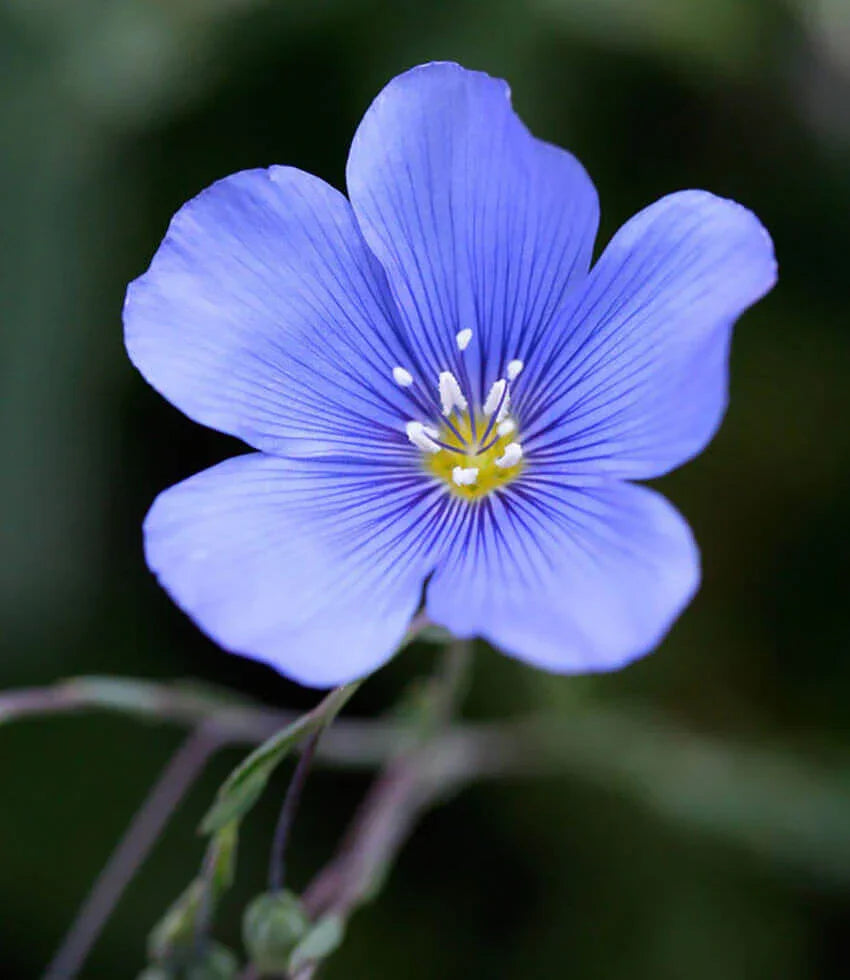 Linum lewisii | Blue Flax Wildflower | Annie's Annuals – Annie's