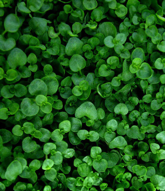 Mentha requienii