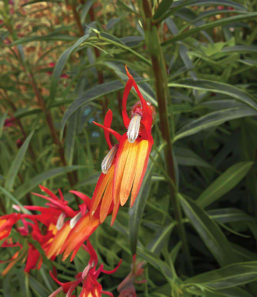 hanging lobelia plant Lobelia aguana