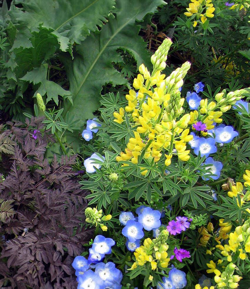 Lupinus arboreus - Yellow Coastal Bush Lupine Annie's Annuals Annie's Annuals and Perennials