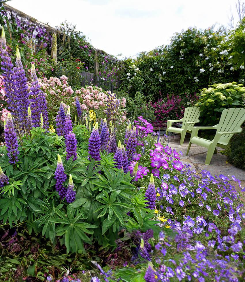 Lupinus regalis - Gallery Blue