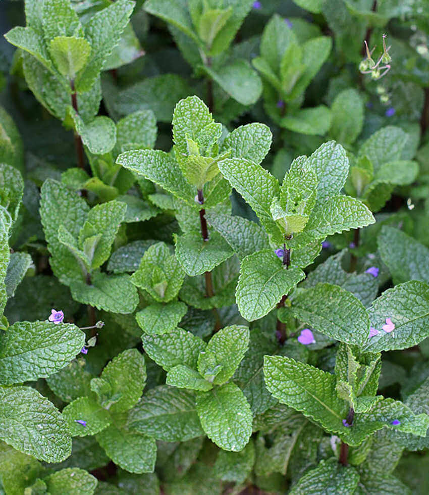 Mentha spicata - Spearmint Annie's Annuals Annie's Annuals and Perennials