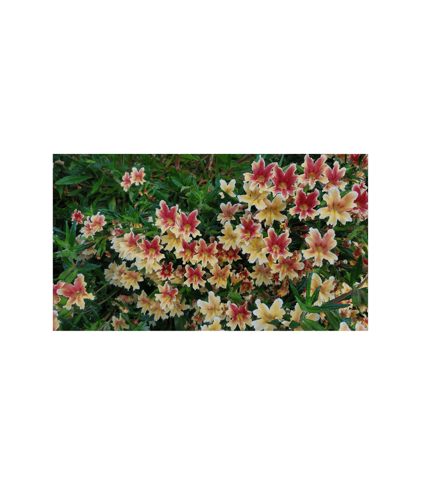 Mimulus - Changeling Annie's Annuals Annie's Annuals and Perennials