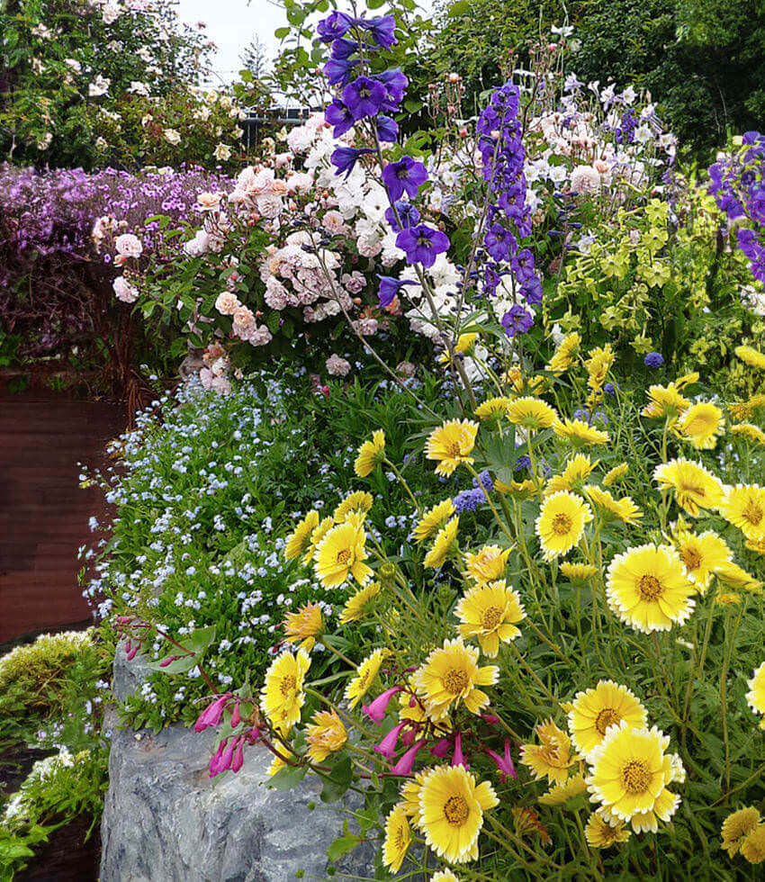 Layia Platyglossa - Tidy Tips Annie's Annuals Annie's Annuals and Perennials