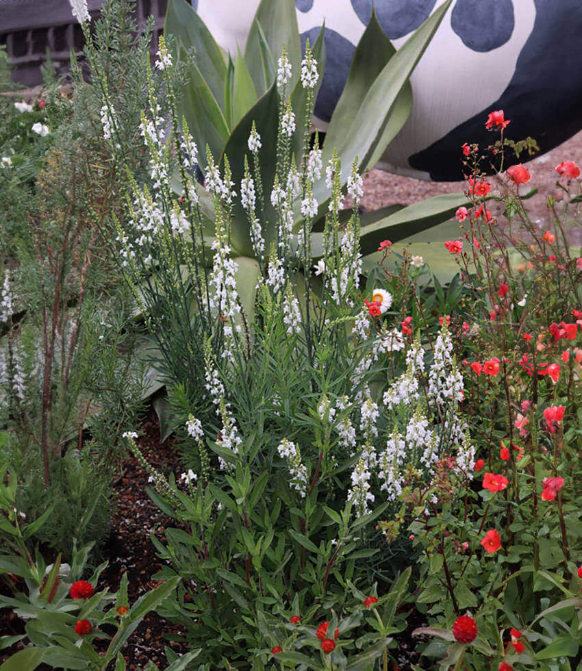 Linaria purpurea - Alba Annie's Annuals Annie's Annuals and Perennials