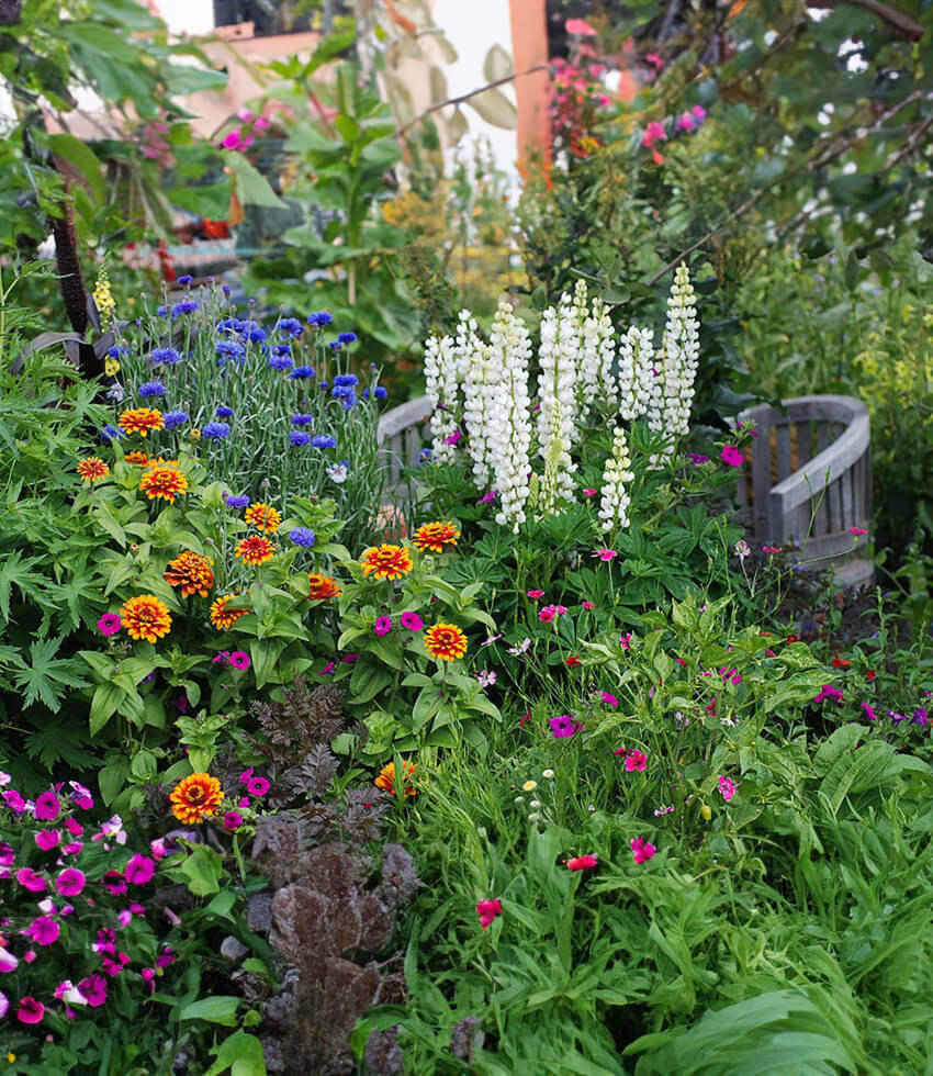 Lupinus regalis - Gallery White Annie's Annuals Annie's Annuals and Perennials