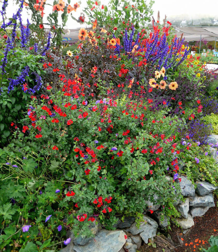 Salvia Greggii - Royal Bumble Annie's Annuals Annie's Annuals and Perennials